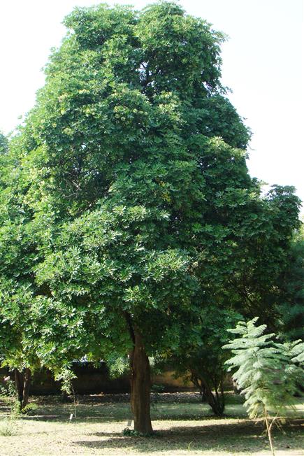 Alstonia scholaris